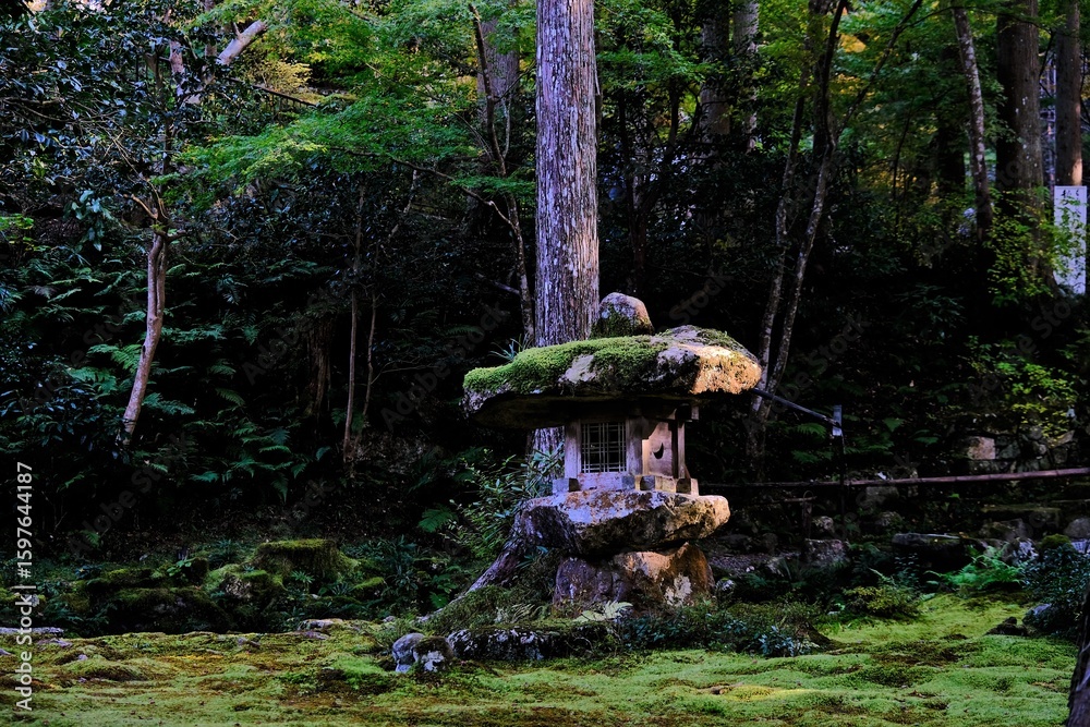 Naklejka premium 日本、京都、紅葉、寺院、三千院、鳥居、木造建築、古代建築、日本文化、歷史名勝、古都京都の文化財、木、綠色、青空、秋、絶景、写真素材