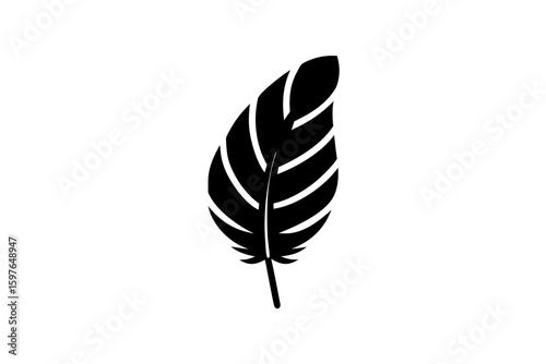feather isolated on white background