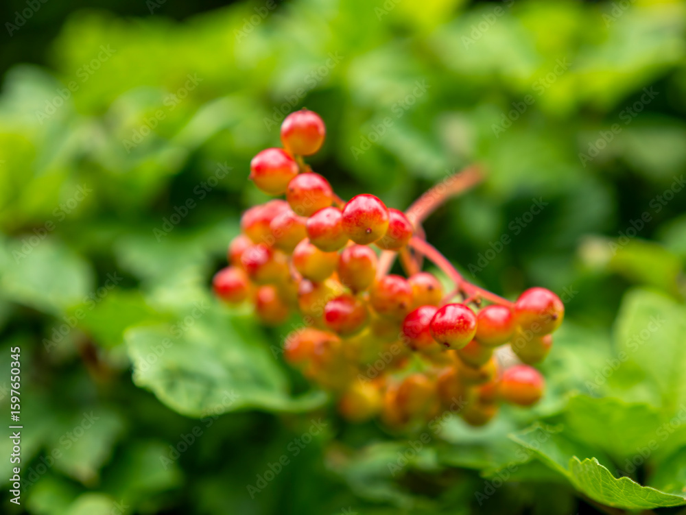 Obraz premium The fruits of the Guelder Rose (Viburnum opulus) as a background image. The blurring of the fruit is intentional.