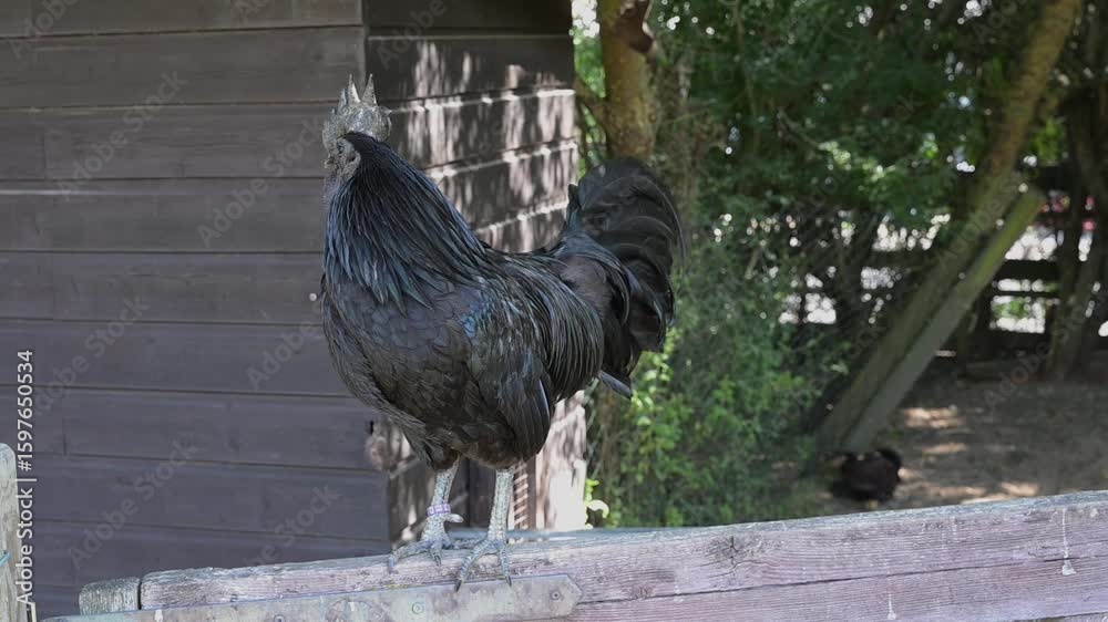 hühner vogel natur tier huhn hahn