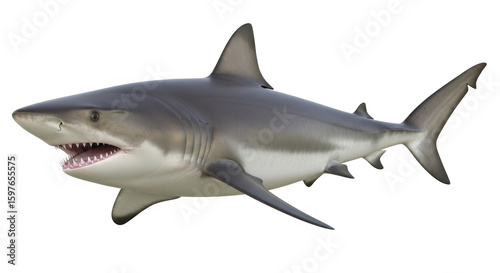 Isolated Great White Shark