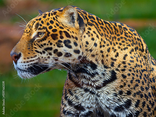 Wallpaper Mural Jaguar Profile with Green Backdrop Torontodigital.ca