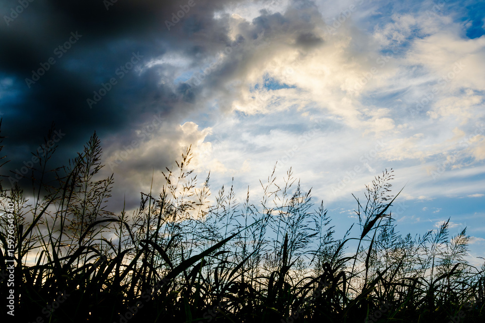 Obraz premium 夏の空 夕暮れの時の空と雲と野草17