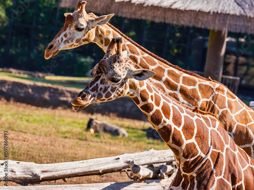 Photography Reticulated Giraffes Necking in Open Habitat
