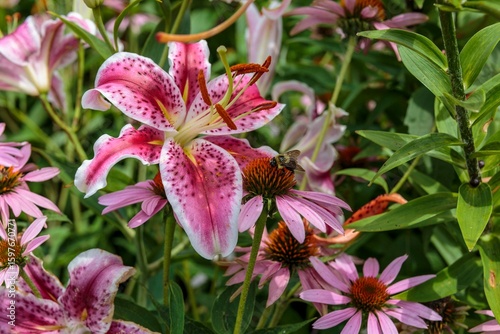 Принти на полотні a Stargazer lily in the back garden surrounded by pink coneflowers