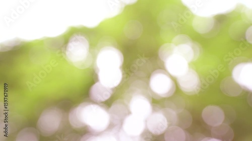 Sunlight Creating Sparkling Bokeh Effect Through Forest Leaves