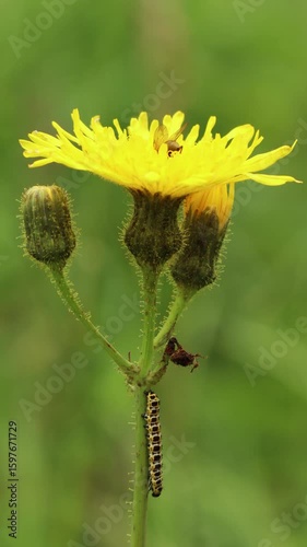 Raupe des Lattich-Mönchs (Cucullia lactucae) an Acker-Gänsedistel (Sonchus arvensis)