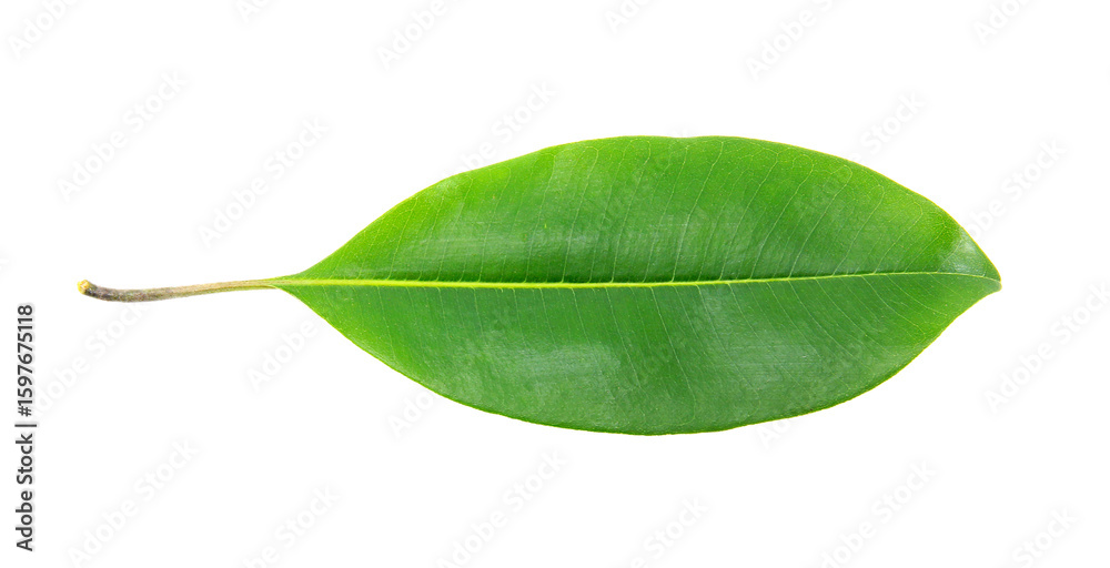 Obraz premium 1 natural leaf isolated on white background.