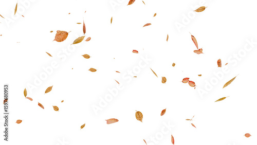 Schilderij op canvas 舞い落ちる落ち葉：背景透過