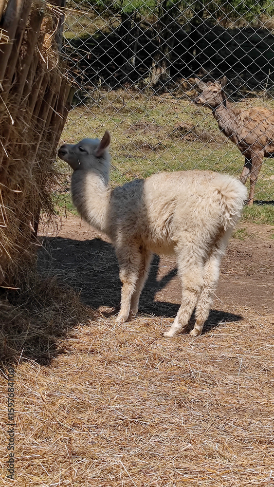 Fototapeta premium A close-up of a llama with soft white fur, gently reaching for hay, while a person’s hand touches its back. Concept for farm life, animal care, and peaceful interactions with nature