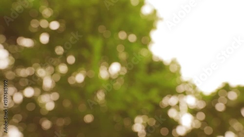 Sunlight Creating Sparkling Bokeh Effect Through Forest Leaves