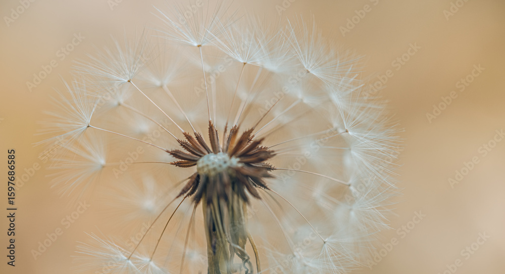 Fototapeta premium Gorgeous stunning dandelion macro with soft blurred background, beautiful nature detail in lush blue green tones, dreamy floral closeup with delicate texture, peaceful summer botanical inspiration