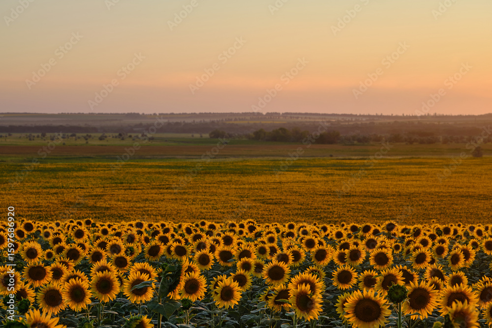 Fototapeta premium beautiful sunflower fields in Ukraine