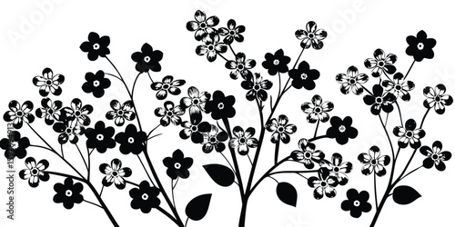 Delicate black silhouette of blooming cherry blossom branches against white background