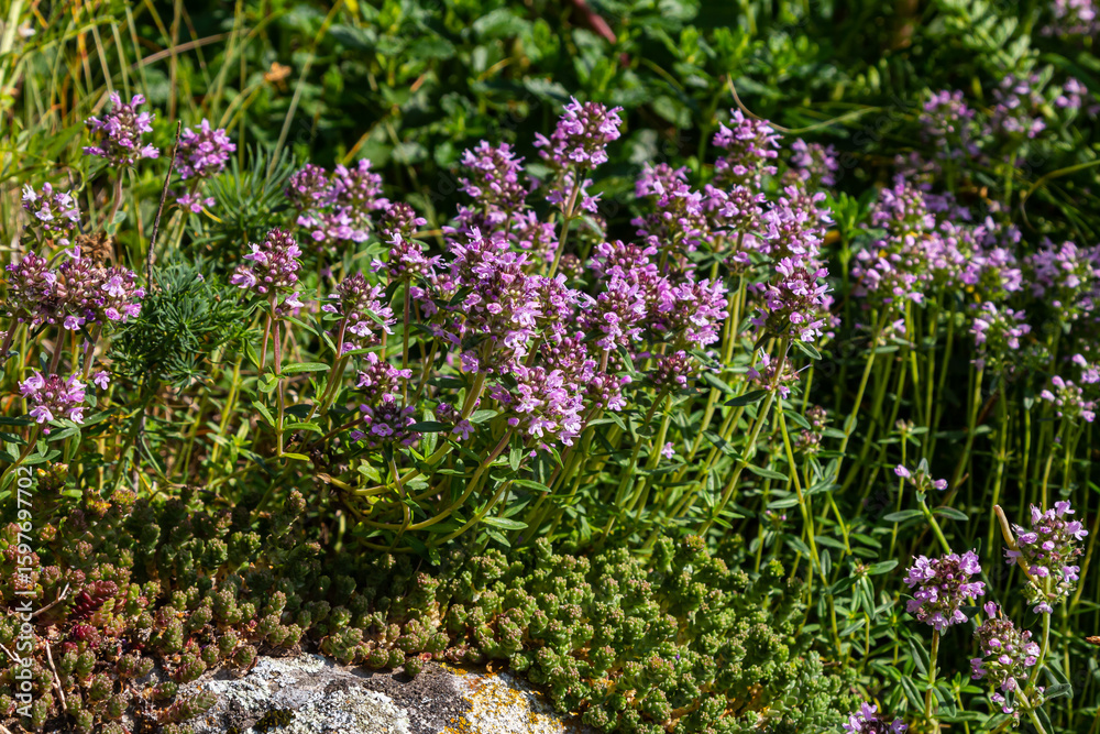 Obraz premium Blossoming fragrant Thymus serpyllum, Breckland wild thyme, creeping thyme, or elfin thyme close-up, macro photo. Beautiful food and medicinal plant in the field in the sunny day