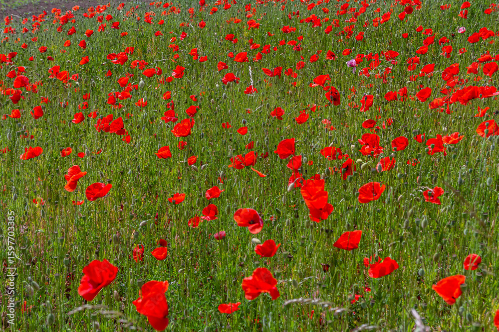 Obraz premium Papaver rhoeas or common poppy, red poppy is an annual herbaceous flowering plant in the poppy family, Papaveraceae, with red petals