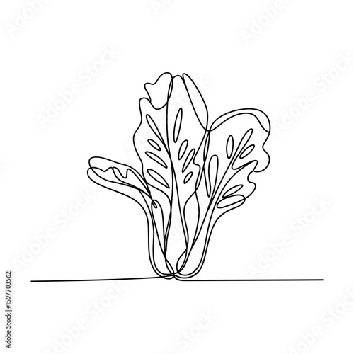 Fresh lettuce leaves in continuous single line art drawing style vector illustration