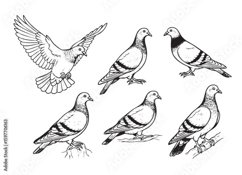 Vector illustrations of pigeons in various realistic poses, ideal for nature, urban, and peace-themed designs. Birds.