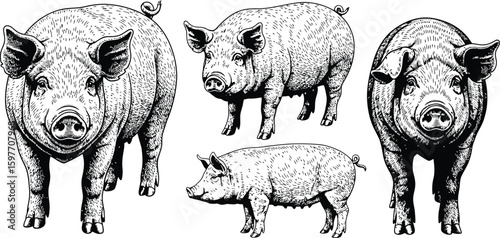 Illustrative depiction featuring a group of pigs in various poses on a white background drawing style