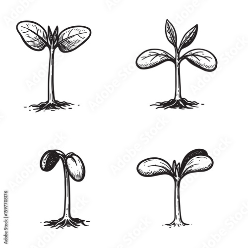 Hand drawn plant growth cycle illustration featuring sprouting seeds and young seedlings in black and white