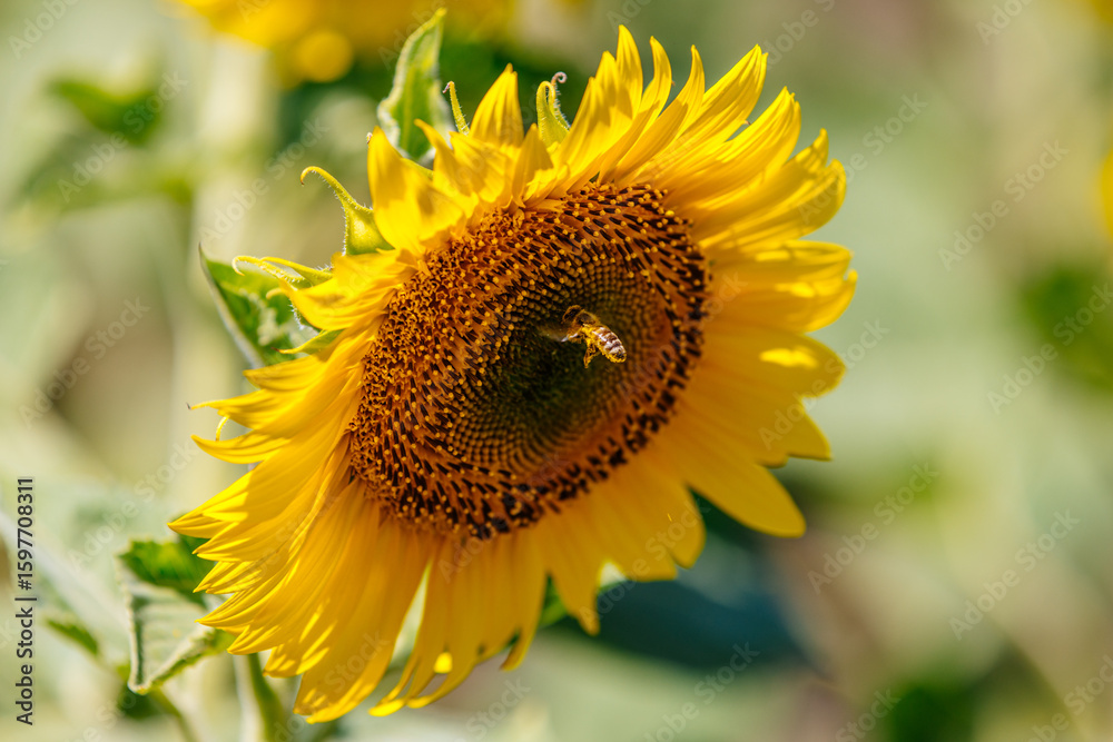 Naklejka premium Close-up of a bee collecting nectar from a sunflower blossom. Concept pollination, agriculture, and food chain