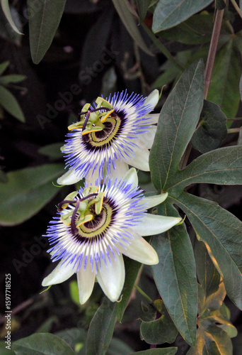 Passionsblumen 