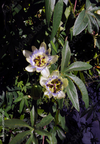 die Passionsblumen