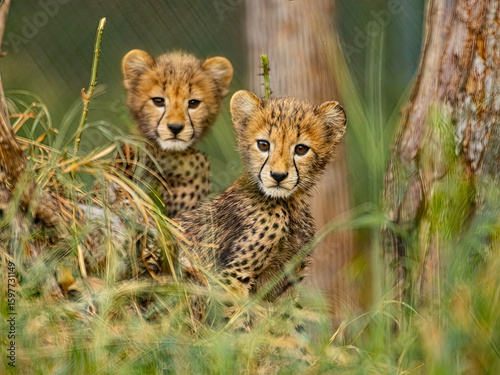 Photography Cheetah Cubs Peeking Through Grass