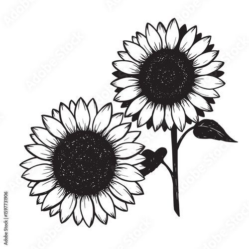Elegant black and white illustration of two sunflowers in a hand drawn artistic style