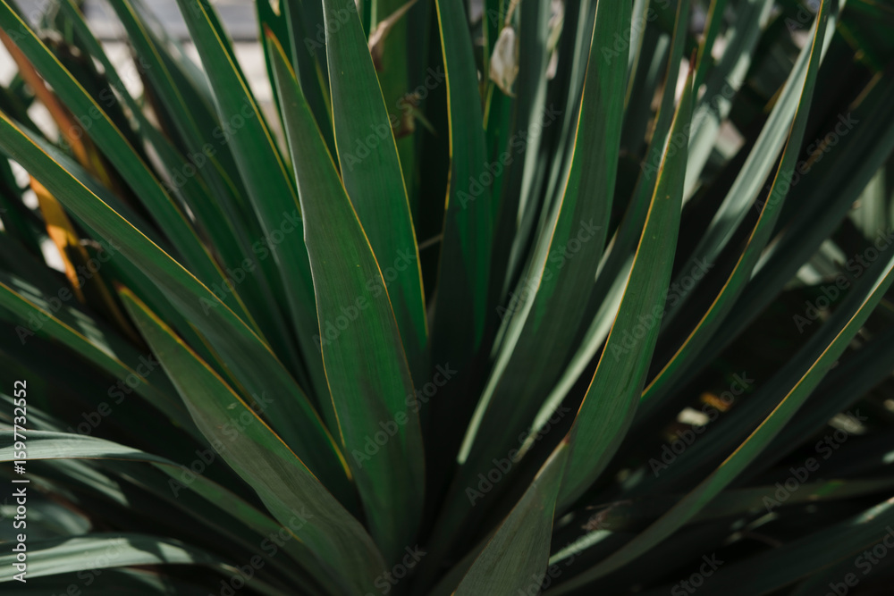 Fototapeta premium yucca outdoor plant huge spiky leaves