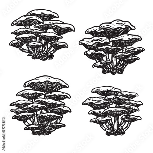 Hand drawn clustered oyster mushroom illustrations in black and white for design elements
