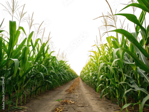 Green corn field pathway leading into darkness isolated on transparent background