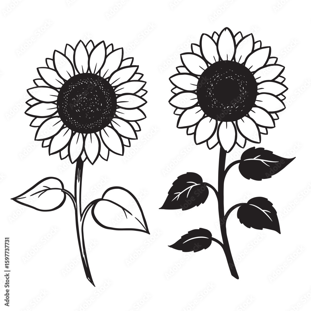 Fototapeta premium Vector illustration of two black and white sunflowers featuring outlined petals and detailed centers