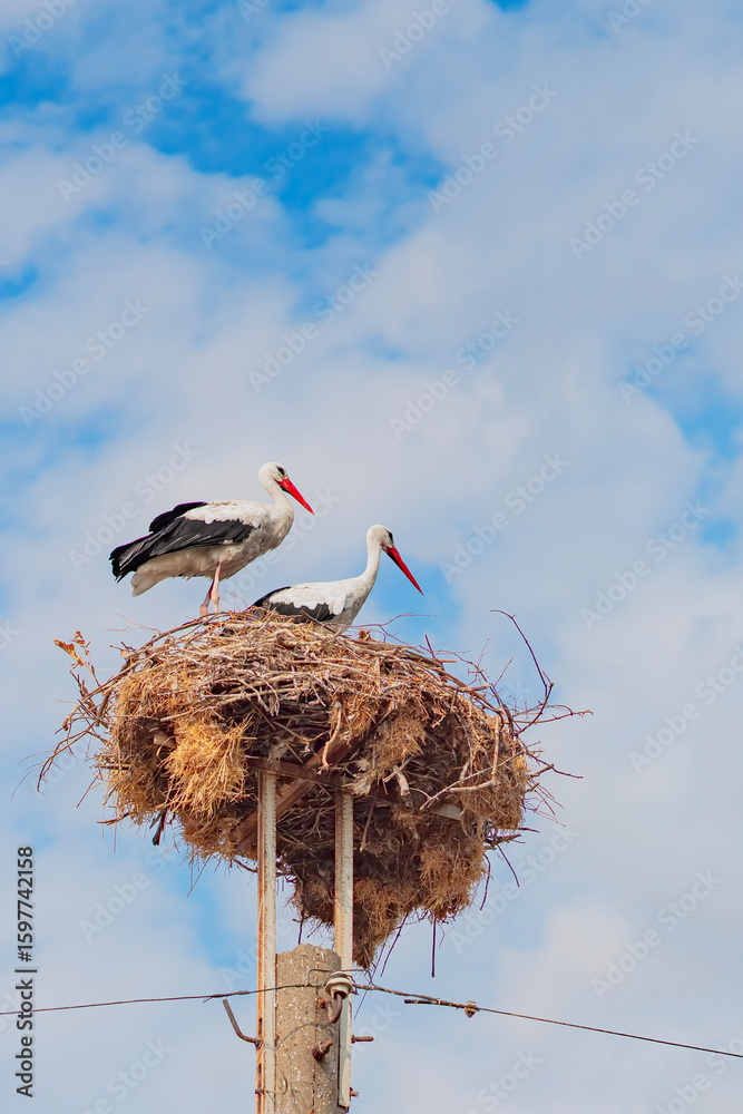 Fototapeta premium Storks in nest. Two storks standing on large nest built atop utility pole against blue sky. Concept of family, home, wildlife adaptation