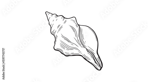Hand drawn seashell icon. Sketch conch shell in vintage etching style. Spiral shape with ridges and curved form. Coastal line art element for beach-themed designs, nautical decor, sea life.