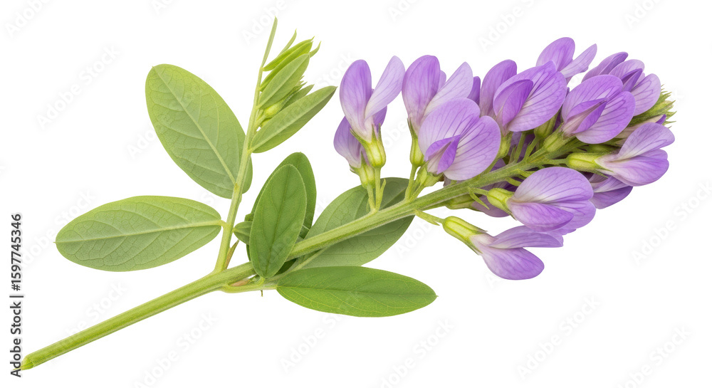 Obraz premium Isolated Violet Flowers