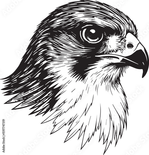 Intense Falcon Portrait: A detailed line drawing showcases a falcon in profile, head of the predatory bird. The hawk's intense gaze and sharp beak are meticulously rendered.