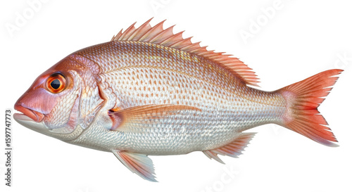 Fotografija Isolated Red Snapper Fish