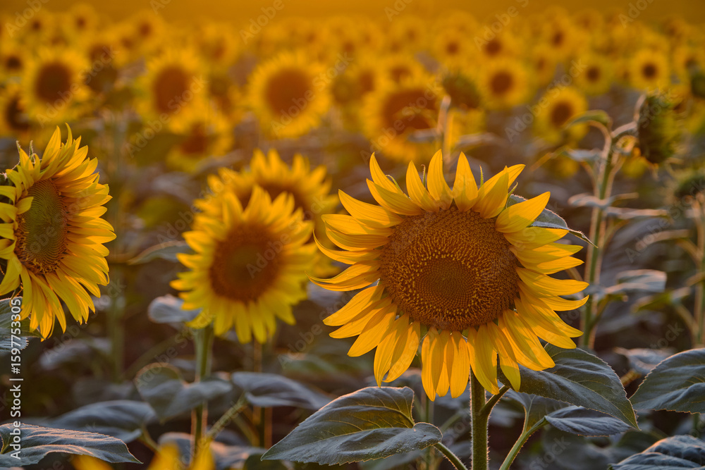 Fototapeta premium beautiful fresh sunflowers in Ukraine