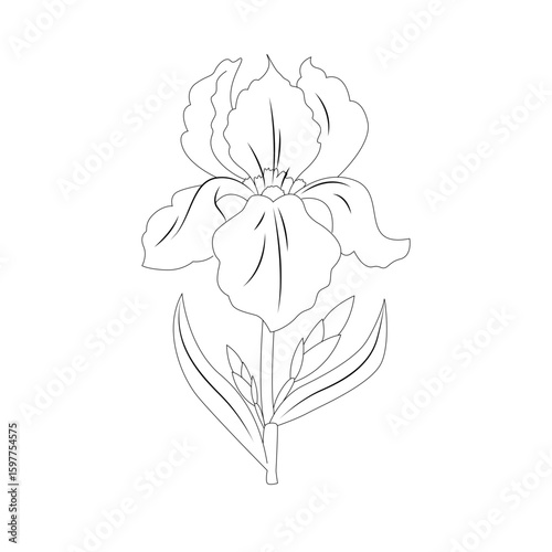 Line illustration of botanical iris flower bloom with petals and leaves