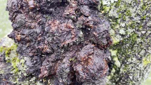 Constant raining and high humidity leading to rotting of tree bark and parasite lichen and fungus reproduction, green, yellow and grey moss slowly damaging tree bark infecting trunk from inside