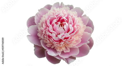 Fototapeta Naklejka Na Ścianę i Meble -  Isolated Pink Peony Blossom