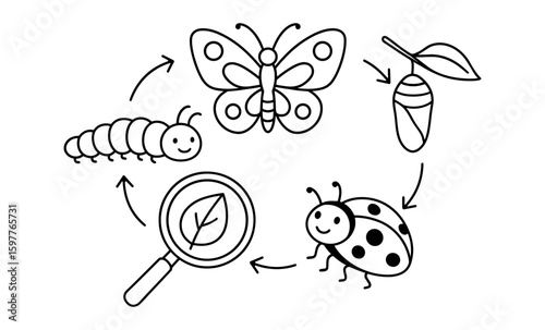 Insect life cycle in linear style: butterfly metamorphosis with smiling insects