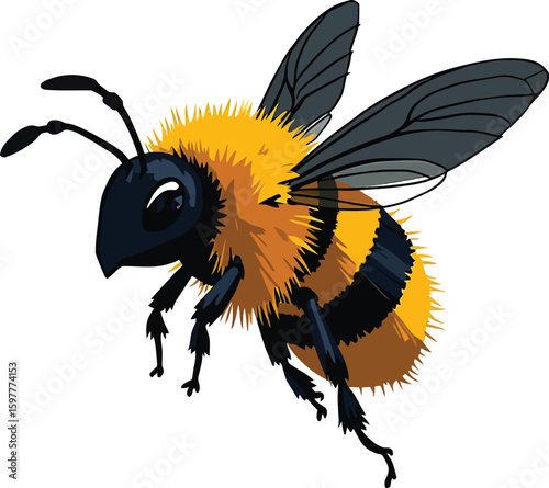 Vector art of a realistic bee in flight with fuzzy body and wings spread, isolated on white background