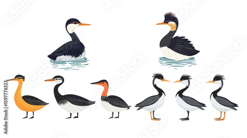 Set of grebe bird silhouettes in various poses, featuring streamlined bodies and distinctive head shapes, perfect for wildlife, waterfowl, nature, birdwatching, and animal vector design concepts 