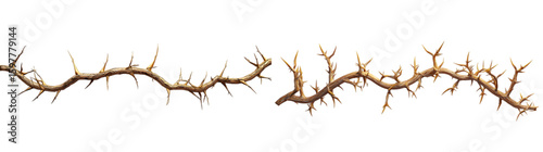 A 3d rendered golden vine with thorns isolated on a transparent background 
