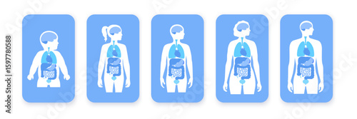 Internal organs in the human body