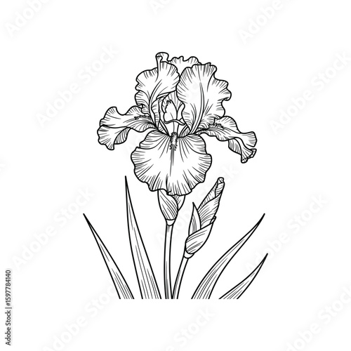 Elegant iris flower with buds and leaves in line art bloom