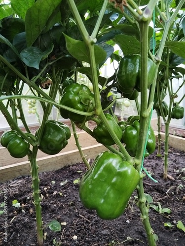 green pepper in the garden