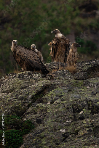 Majestic Griffon Vultures in Their Natural Habitat